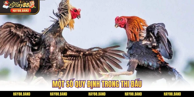 Một số quy định trong thi đấu